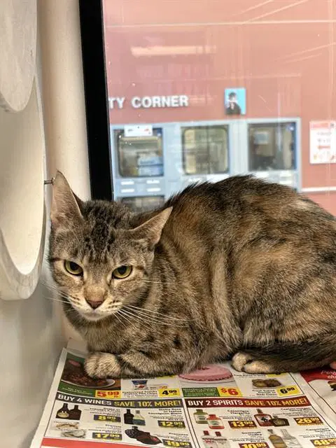 Chrysalis - Domestic Short Hair