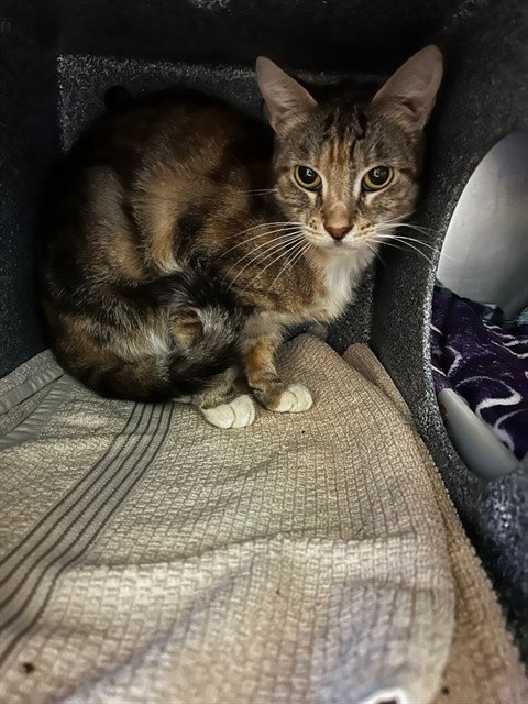 PAPAYA, a cat for adoption from San Jose Animal Care Center