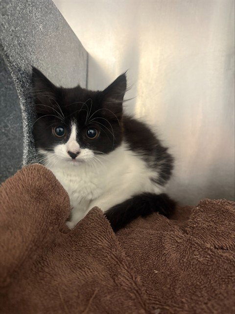 MANDARINA, a cat for adoption from San Jose Animal Care Center