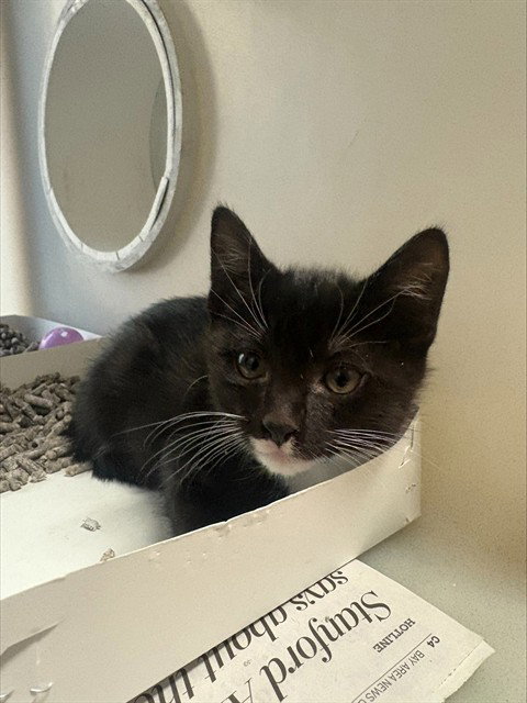 STAR, a cat for adoption from San Jose Animal Care Center