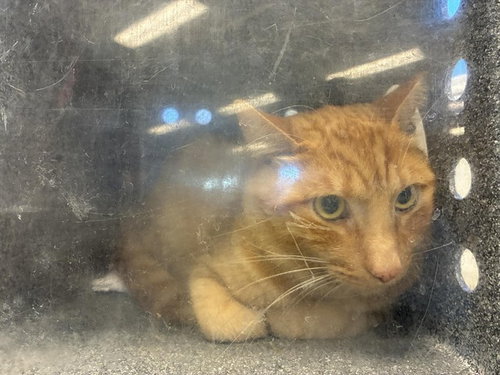 SIR, a cat for adoption from San Jose Animal Care Center
