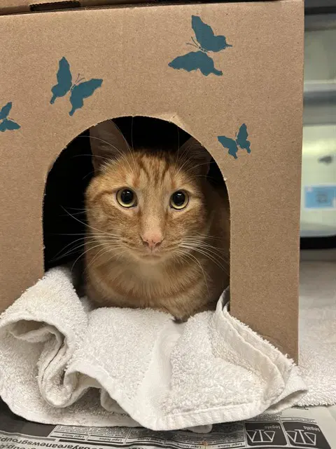 Sir - Domestic Short Hair