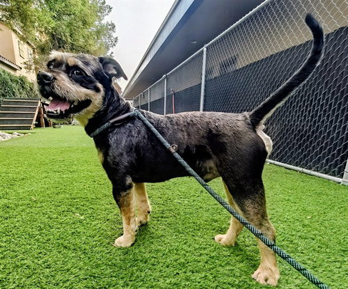 PUFFLE, a dog for adoption from San Jose Animal Care Center