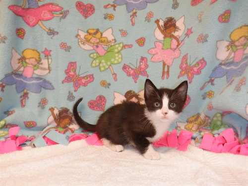 MACADAMIA, a cat for adoption from San Jose Animal Care Center