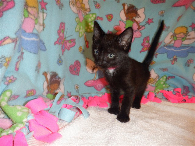 Cashew, Domestic Short Hair