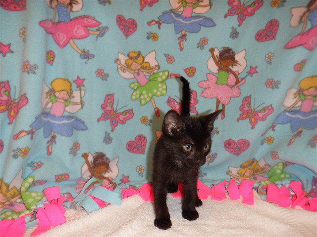 Chestnut, Domestic Short Hair