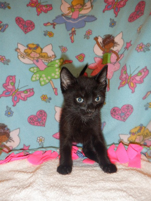 Walnut, Domestic Short Hair