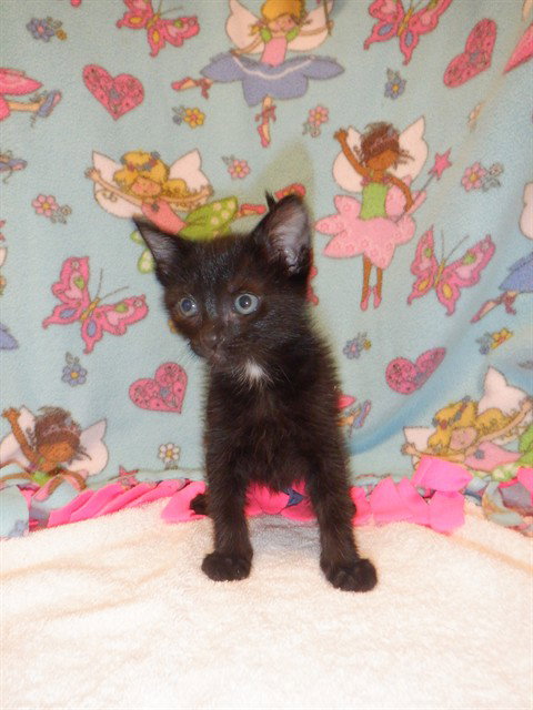 Domino, Domestic Long Hair
