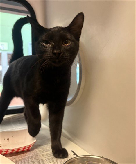 Elizabeth, Domestic Short Hair