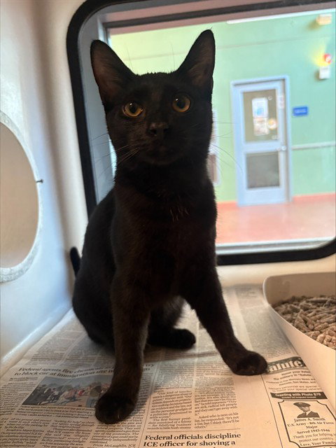 ELIZABETH, a cat for adoption from San Jose Animal Care Center