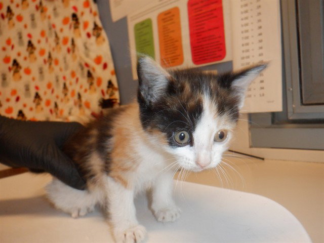 Butter Scotch, Domestic Medium Hair