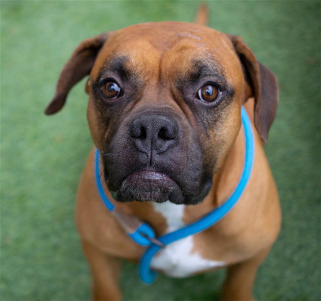 Atlas, Bullmastiff