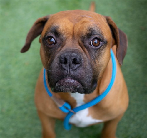 ATLAS, a dog for adoption from San Jose Animal Care Center