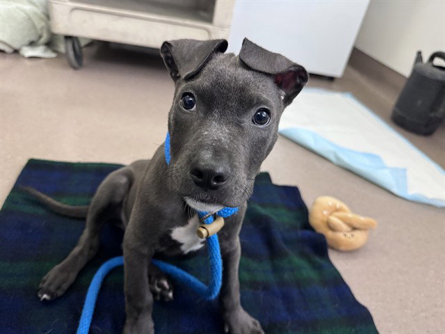 Coal, Pit Bull Terrier