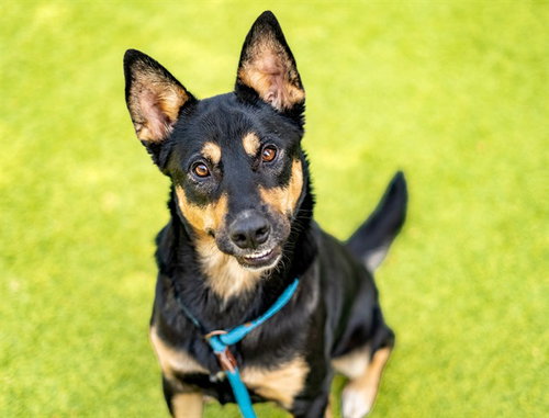 MAYA, a dog for adoption from San Jose Animal Care Center