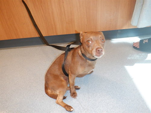 AQUARIUM, a dog for adoption from San Jose Animal Care Center