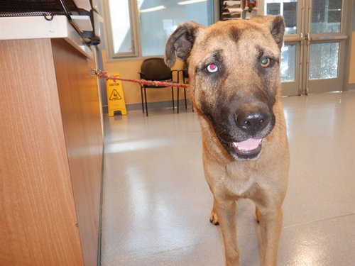 DEPUTY, a dog for adoption from San Jose Animal Care Center
