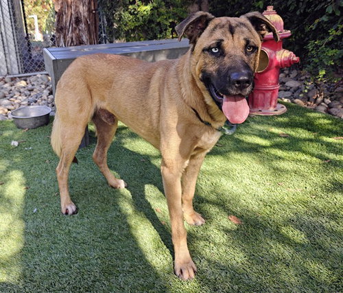 Deputy, German Shepherd Dog (medium coat)