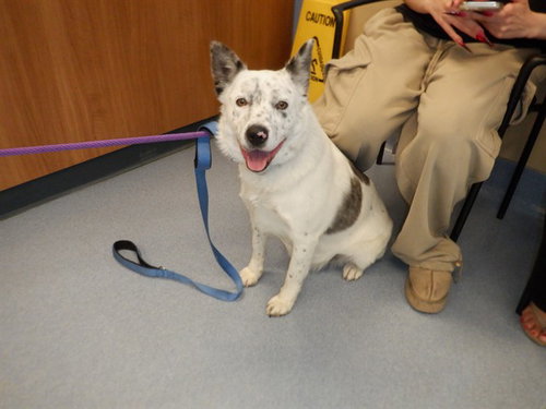COOKIES 'N CREAM, a dog for adoption from San Jose Animal Care Center
