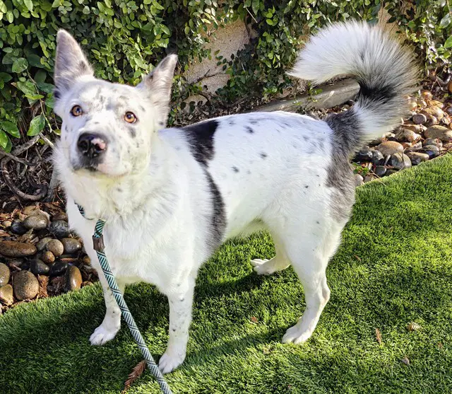 Cookies 'n Cream - Australian Cattle Dog/Blue Heeler