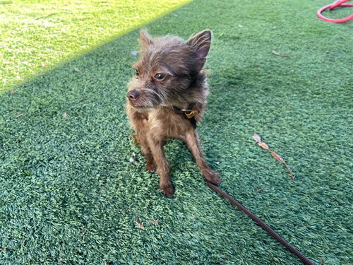 CHOCO, a dog for adoption from San Jose Animal Care Center