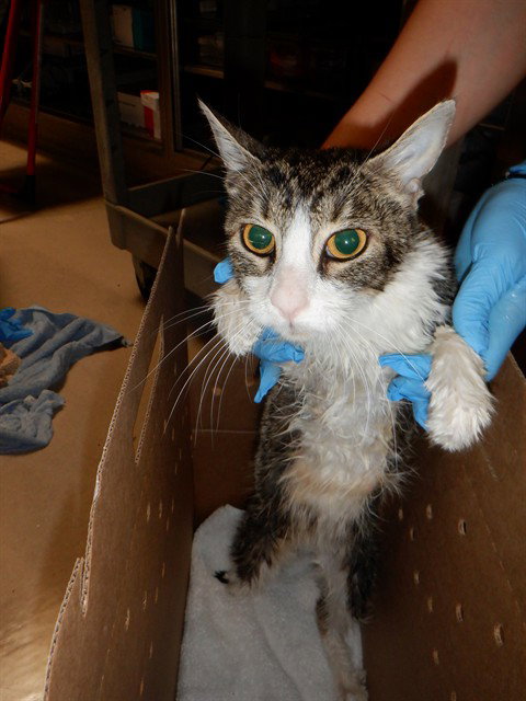 CASSIE, a cat for adoption from San Jose Animal Care Center