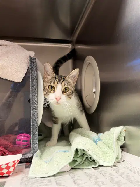 Cassie - Domestic Short Hair