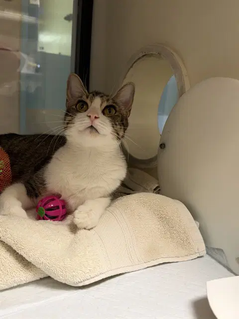 Cassie - Domestic Short Hair