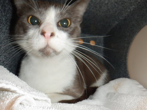GARY *GARE BEAR*, a cat for adoption from San Jose Animal Care Center