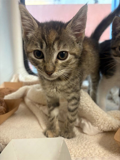 TINKY, a cat for adoption from San Jose Animal Care Center
