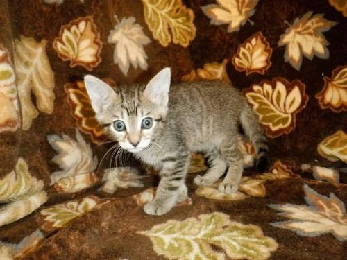 PEARL, a cat for adoption from San Jose Animal Care Center