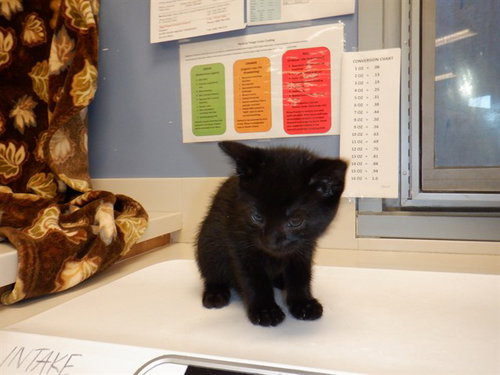 LORD STARDUST, a cat for adoption from San Jose Animal Care Center