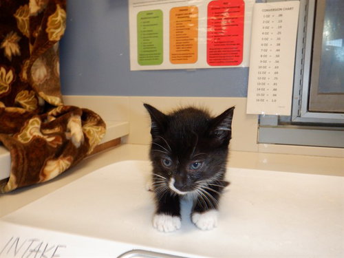 ALADDIN SANE, a cat for adoption from San Jose Animal Care Center