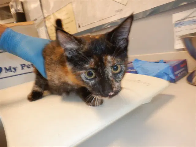 Turnip - Domestic Short Hair