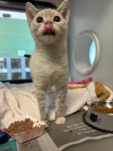 DAPHNE, a cat for adoption from San Jose Animal Care Center
