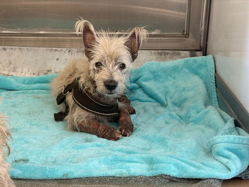 WESTFORD, a dog for adoption from San Jose Animal Care Center