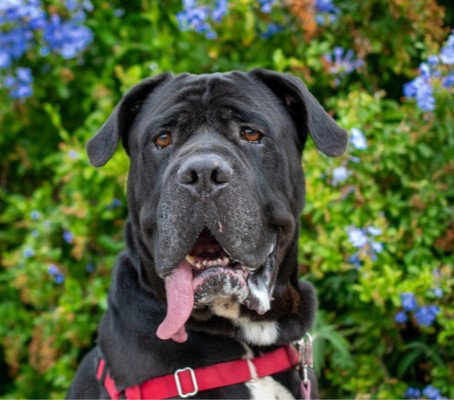 GNOCCHI, a dog for adoption from San Jose Animal Care Center