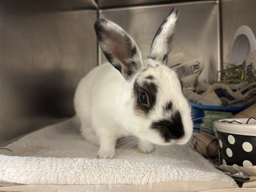 SPRUCE, a rabbit for adoption from San Jose Animal Care Center