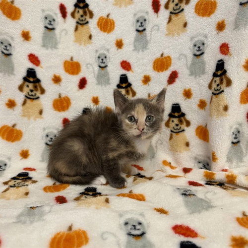 SABRINA, a cat for adoption from San Jose Animal Care Center