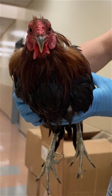 ANDREW, a poultry for adoption from San Jose Animal Care Center