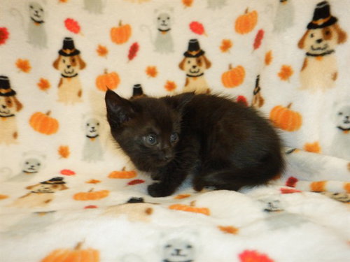 A1414854, a cat for adoption from San Jose Animal Care Center