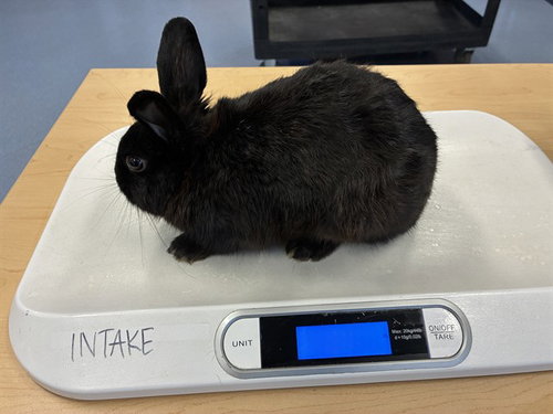 SASUKE, a rabbit for adoption from San Jose Animal Care Center