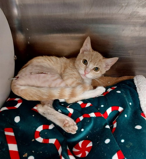 ORANGELLA, a cat for adoption from San Jose Animal Care Center
