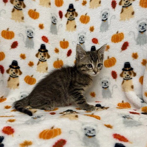 HARROWHARK, a cat for adoption from San Jose Animal Care Center