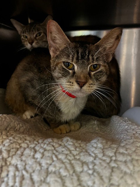 PYRITE, a cat for adoption from San Jose Animal Care Center