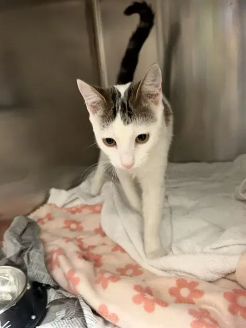 Tilly - Domestic Short Hair