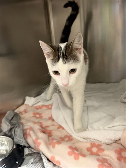 TILLY, a cat for adoption from San Jose Animal Care Center