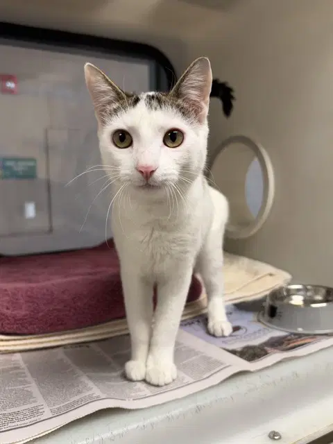 Tilly - Domestic Short Hair