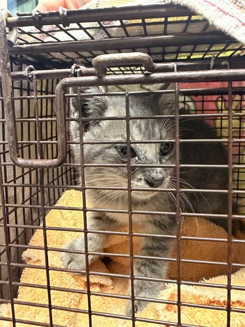 SCRUFFY, a cat for adoption from San Jose Animal Care Center