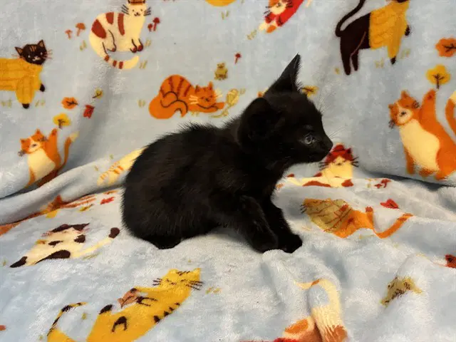 Obsidian - Domestic Short Hair